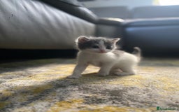 RagaMuffin cats for sale: 🐾 **Charming Ragdoll-Kittens for Adoption!** 🐾 - Image 9
