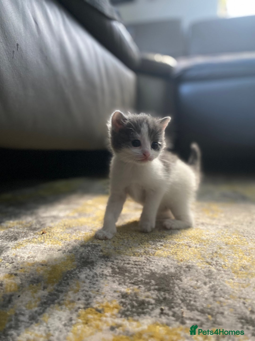 RagaMuffin cats for sale: 🐾 **Charming Ragdoll-Kittens for Adoption!** 🐾 - Image 9
