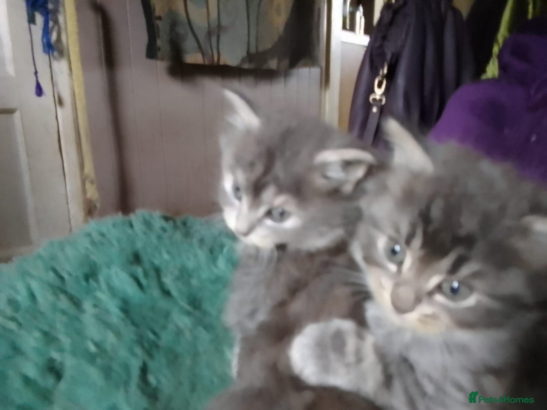 Mixed Breed cats for sale: AWESOME FLUFFY CHUNKY NORWEGIAN FOREST CAT X - Advert 29