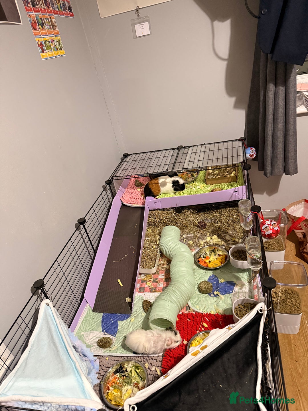 Guinea Pig rodents for sale: 4 sows with kavee cage - Advert 1