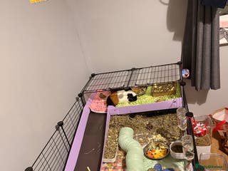 Guinea Pig rodents 4 sows with kavee cage - Advert 13
