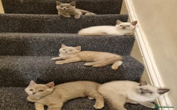 British Shorthair cats for sale: 💜GCCF Kittens Ready for Their Forever Homes!💜 - Image 14