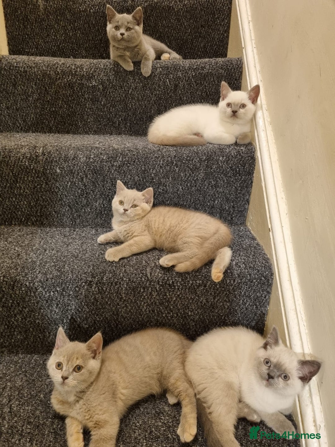 British Shorthair cats for sale: 💜GCCF Kittens Ready for Their Forever Homes!💜 - Image 14
