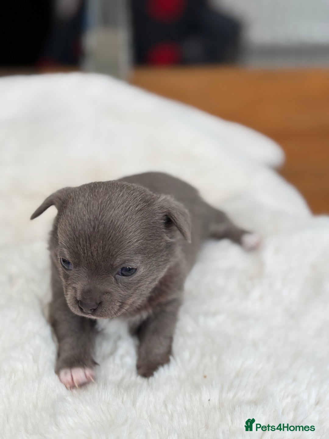 Chihuahua dogs for sale: Beautiful chihuahua pups! Long and short haired!! - Image 4