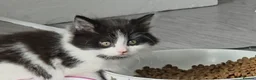Mixed Breed cats for sale: 4 cute kittens available.  - Advert 2