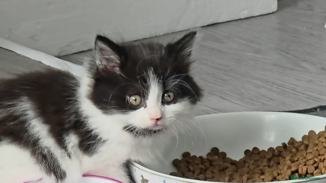 Mixed Breed cats for sale: 4 cute kittens available.  - Advert 2