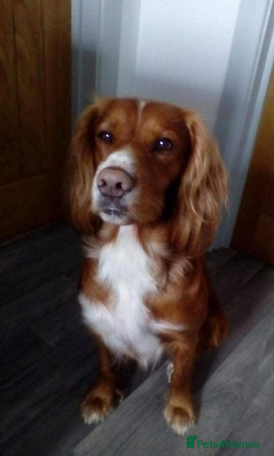 Cocker Spaniel dogs Red Kc working cocker spaniel for stud in Barnsley - Advert 1