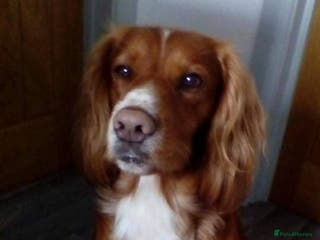 Cocker Spaniel dogs Red Kc working cocker spaniel for stud in Barnsley - Advert 13