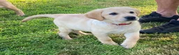 Labrador Retriever dogs for sale: KC Registered Labrador Retriever puppies  - Advert 6