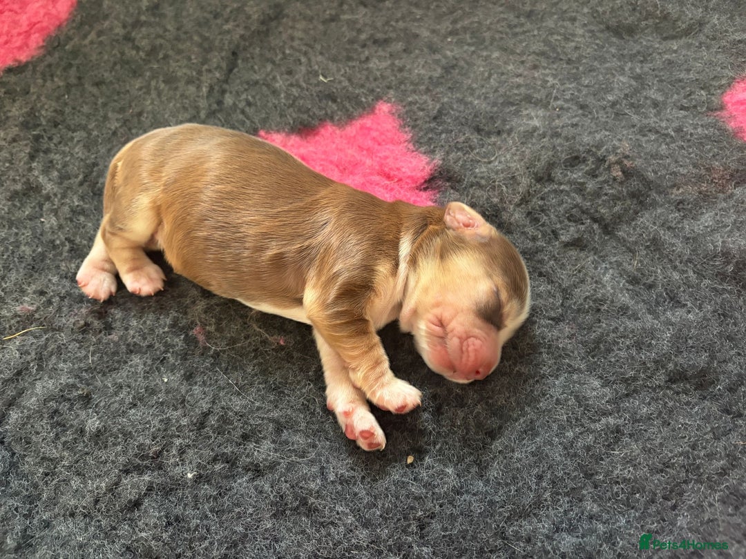 Cocker Spaniel dogs for sale: Cocker Spaniel Puppies - Image 11