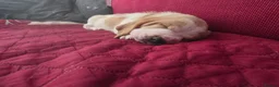 Basset Hound dogs for sale: Basset hound pups kc reg.European lines - Advert 5