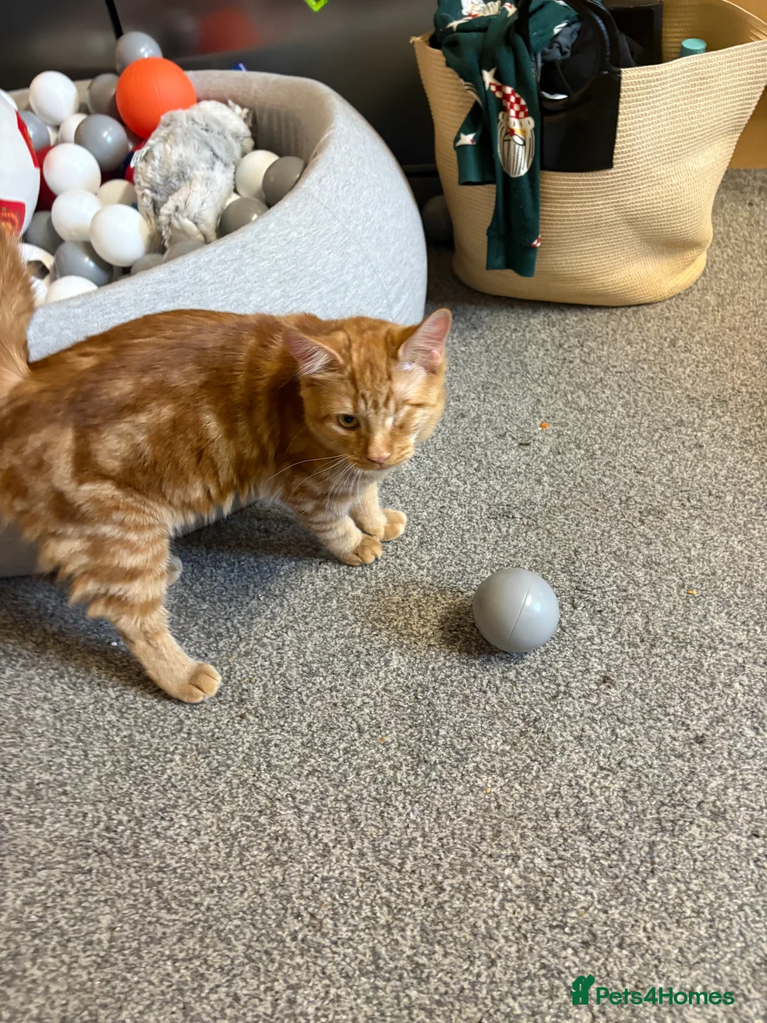 Mixed Breed cats for sale: TWO MALE BROTHERS NEEDING A NEW FAMILY - Advert 14