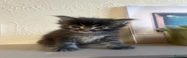 Maine Coon Kitten 3