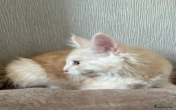 Maine Coon cats for sale: Ready now Maine Coon large Boys GCCF - Image 13
