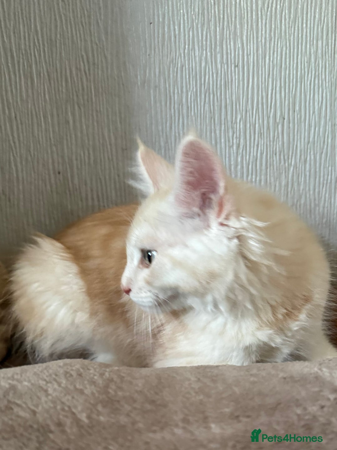 Maine Coon cats for sale: Ready now Maine Coon large Boys GCCF - Image 13