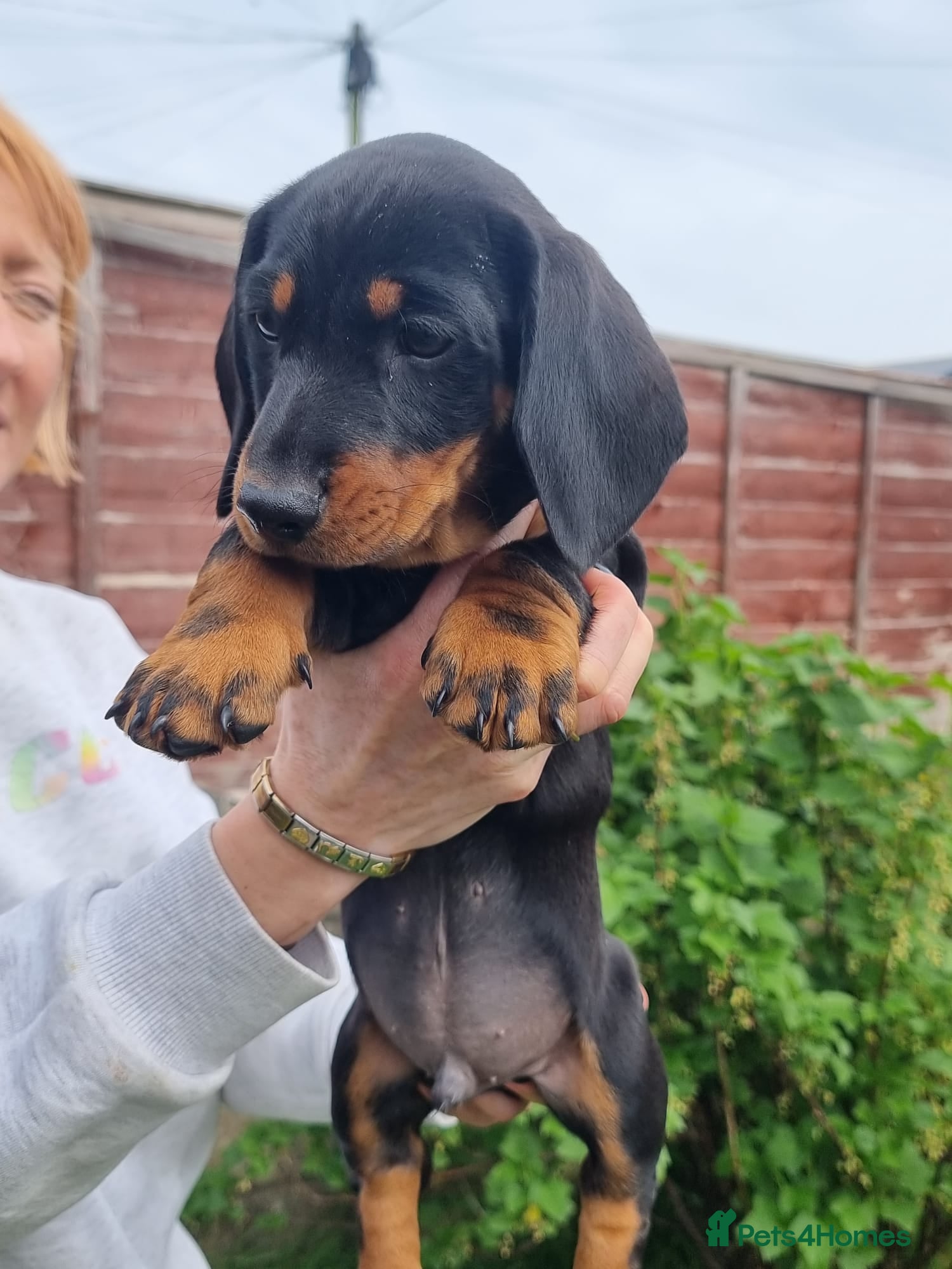 Dachshund dogs Standard dachshund  - Advert 1