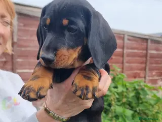 Dachshund dogs Standard dachshund - Advert 2
