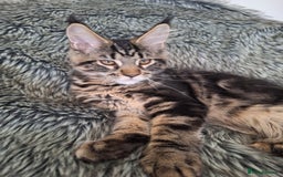 Maine Coon cats for sale: Lintons Pride Maine Coon Kittens. Ready Now - Image 16