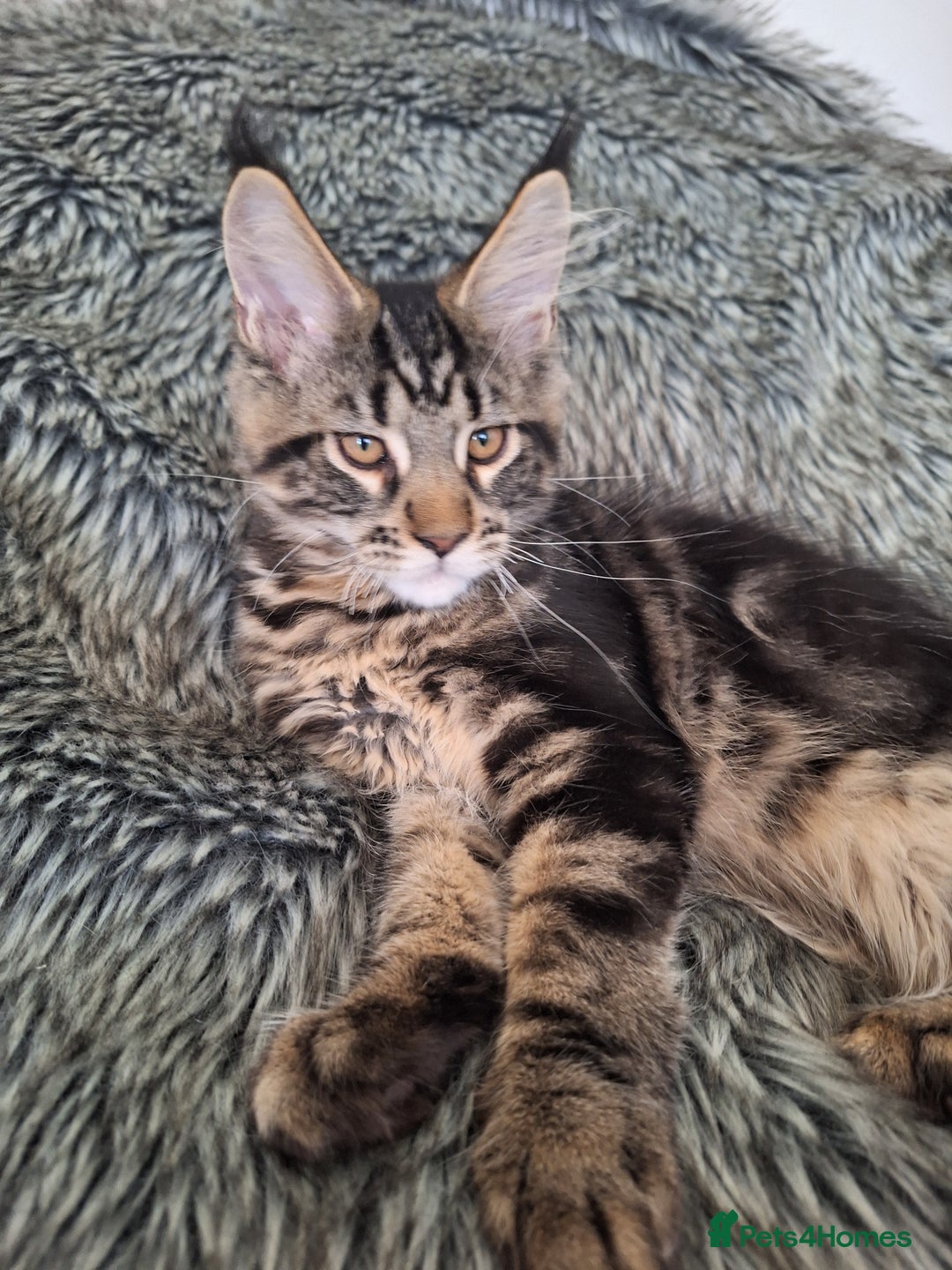 Maine Coon cats for sale: Lintons Pride Maine Coon Kittens. Ready Now - Image 16