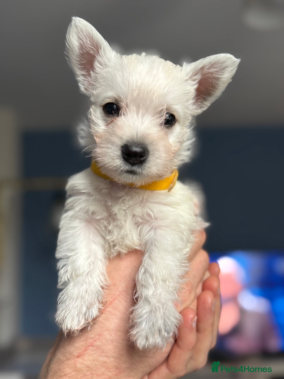 West Highland Terrier dogs for sale: Only 4 Westie Puppies Left – Ready for Homes Now! - Advert 23