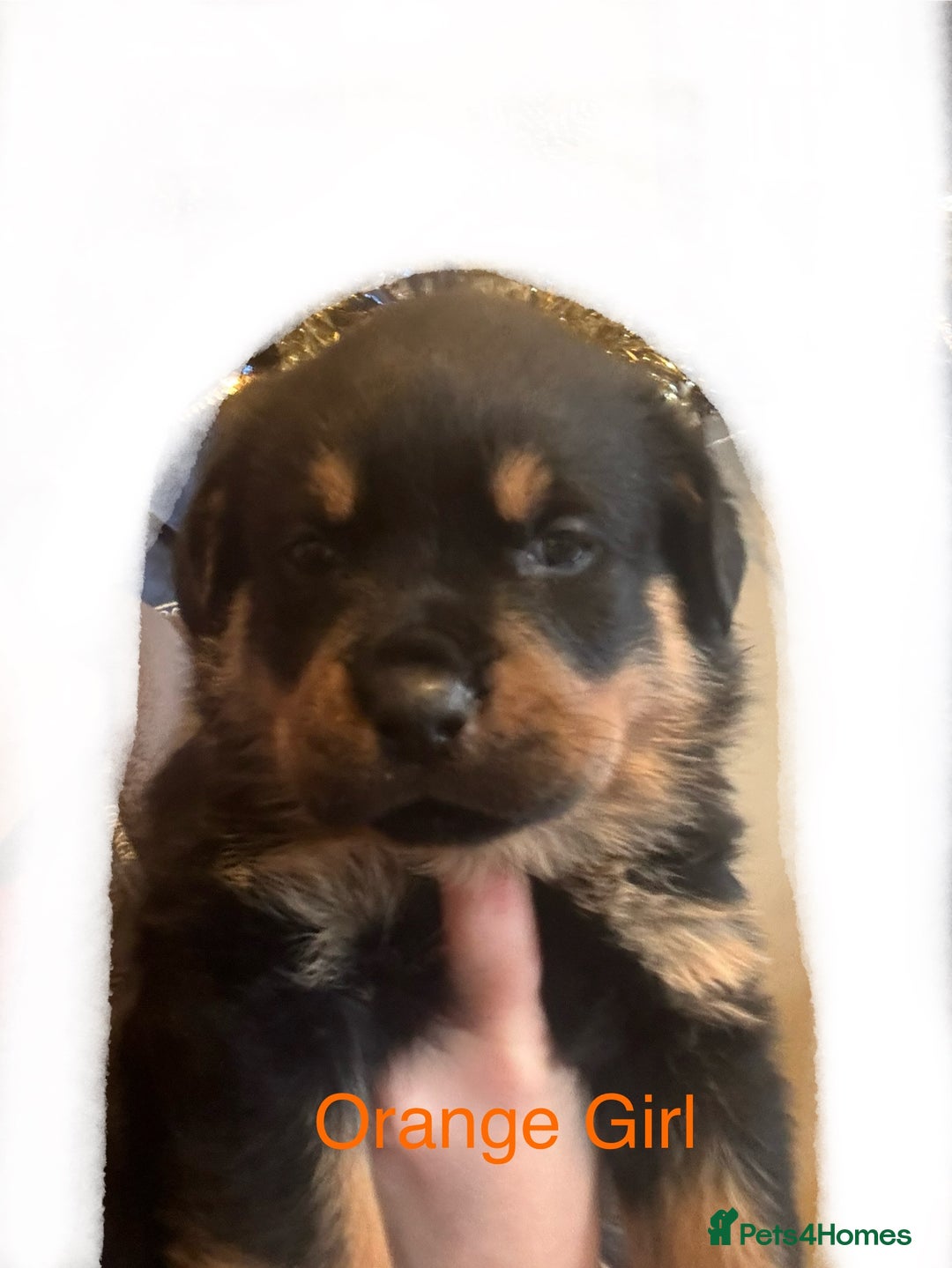 Rottweiler dogs for sale: **7 Pure Breed Rottweiler puppies** - Advert 12