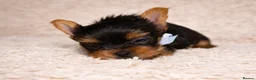 Yorkshire Terrier dogs for sale: True Mini Yorkie Puppies - Advert 14