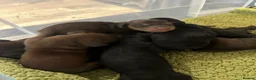 Miniature Dachshund dogs for sale: Beautiful Long-Haired Miniature Dachshund Puppies  - Advert 4