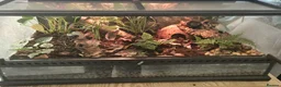 Mixed Breed reptiles for sale: Exo terra bio-active terrarium & canopy  - Advert 2