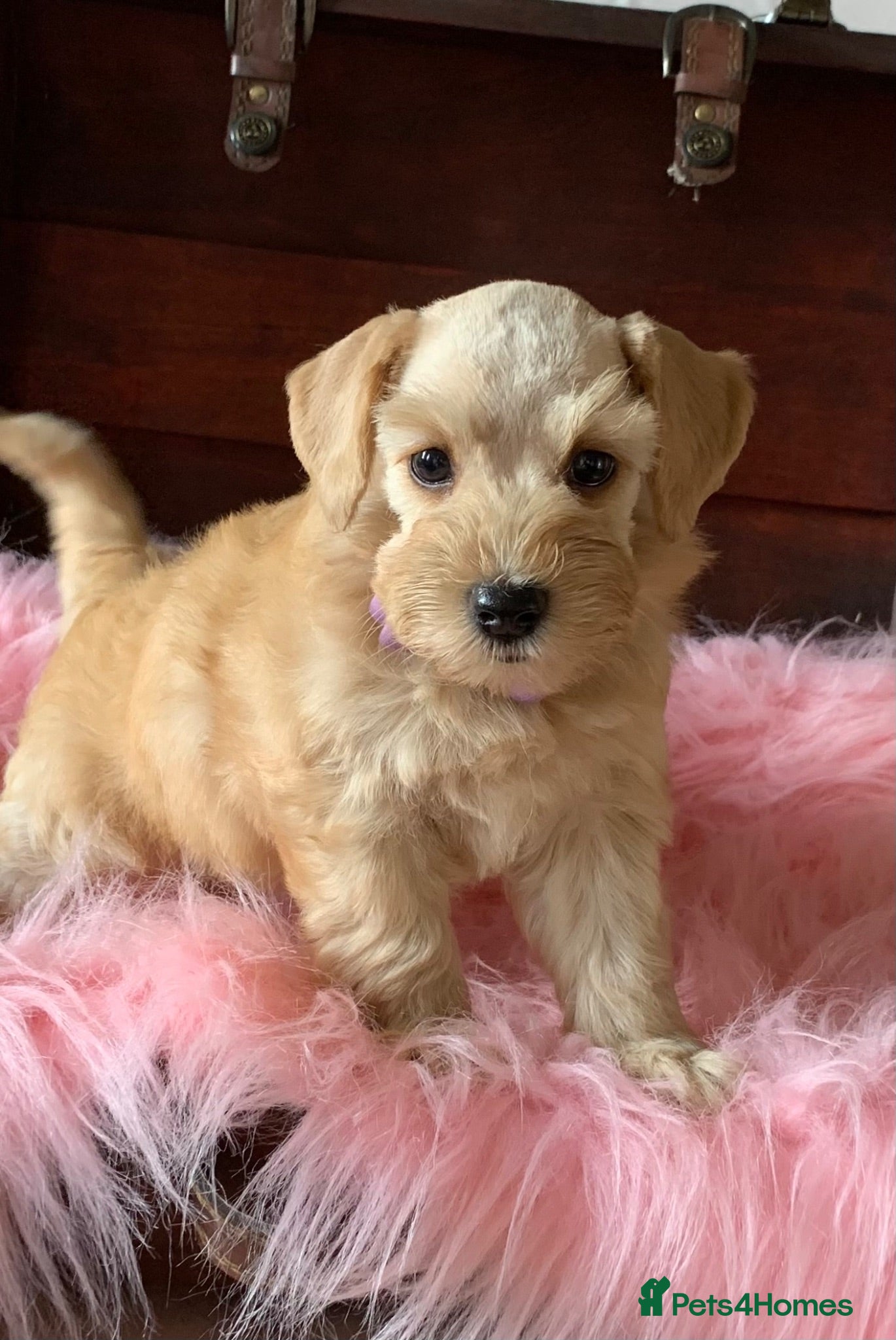 Miniature Schnauzer dogs 5* Licensed KC Small Miniature Schnauzer Litter  - Advert 9