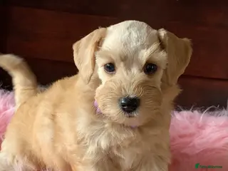 Miniature Schnauzer dogs 5* Licensed KC Small Miniature Schnauzer Litter - Advert 9