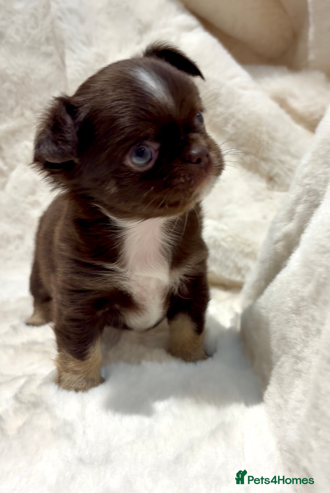 Chihuahua dogs for sale: QUALITY LONG COAT KC CHIHUAHUA PUPPIES  - Advert 39