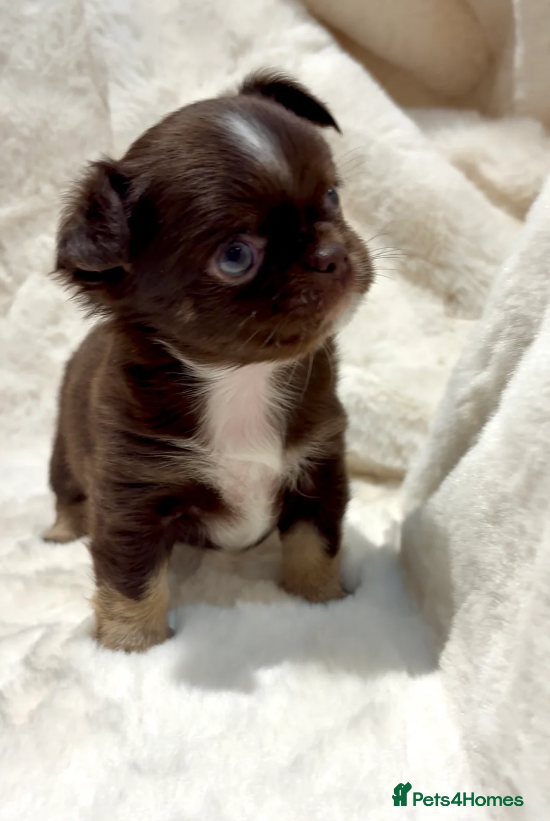 Chihuahua dogs for sale: (RESERVED)KC CHIHUAHUA PUPPIES  - Advert 10