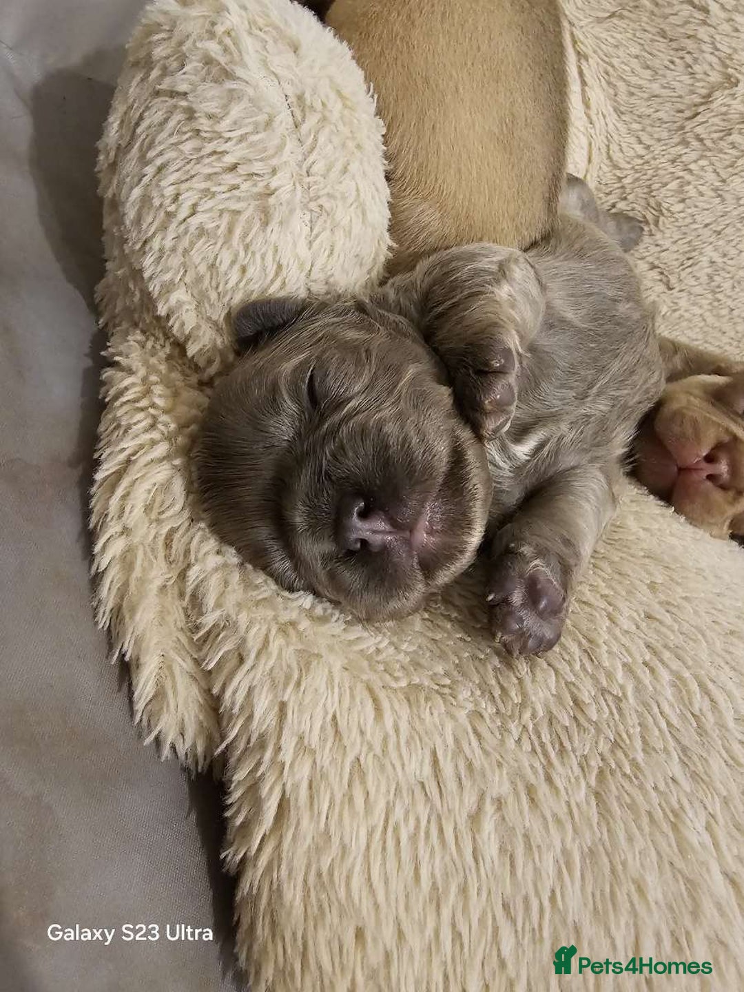 French Bulldog dogs for sale: French bulldog puppys for sale  - Advert 23