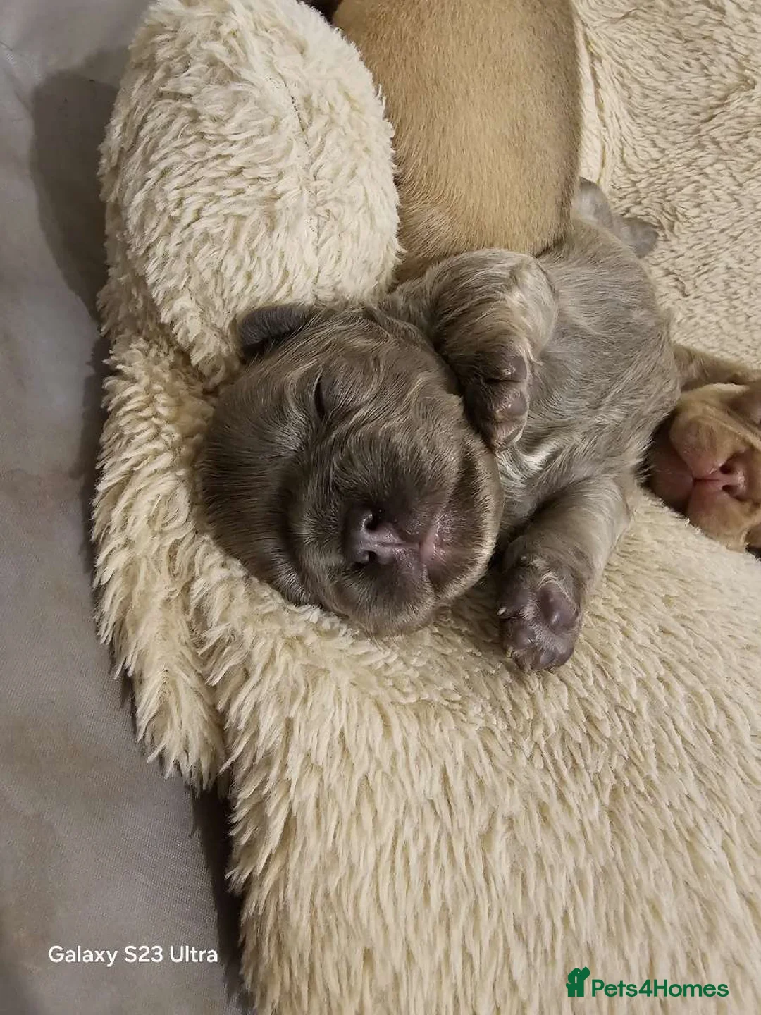 French Bulldog dogs for sale: French bulldog puppys for sale  - Advert 23