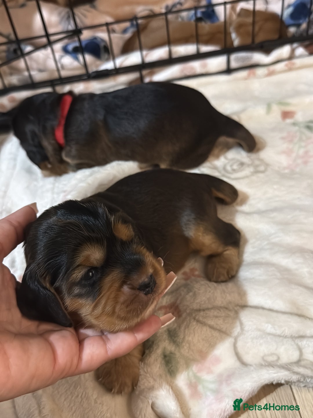 Cocker Spaniel dogs for sale: Gorgeously adorable Show Cocker Spaniels - Advert 17