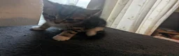 Mixed Breed cats for sale: Male kitten needing a home - Advert 3