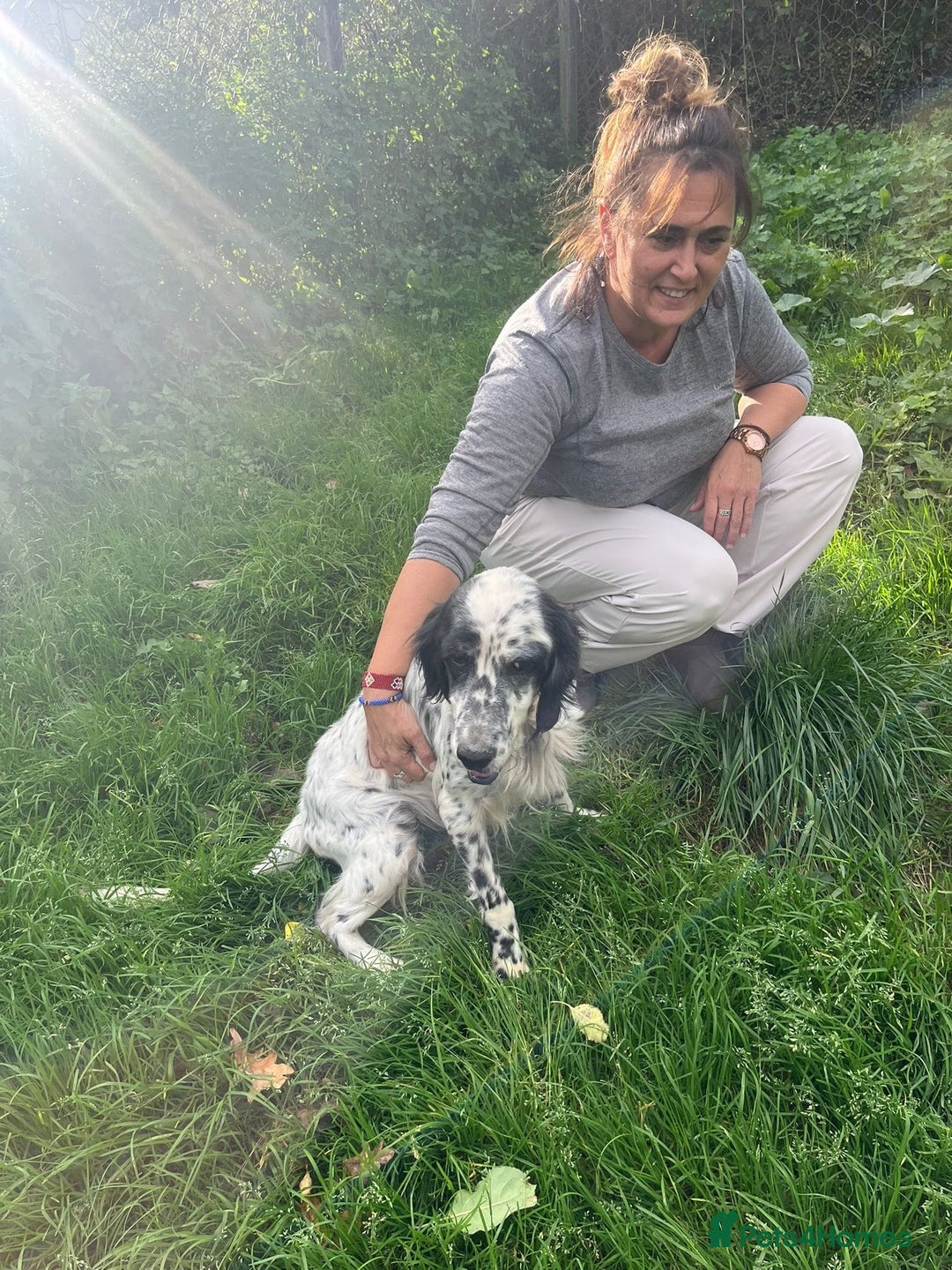 English Setter dogs for adoption: Mascotte - Advert 12