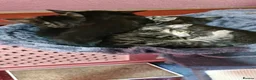 Mixed Breed cats for sale: Gorgeous silver and black kittens in Maidstone - Advert 9