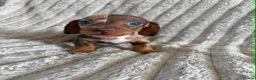 Miniature Dachshund dogs for sale: KC MINIATURE DACHSHUND PUPPIES  - Advert 11