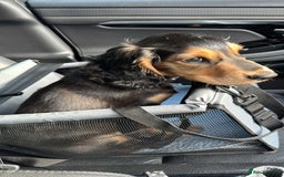 Cocker Spaniel dogs for sale: Meet little Chaos  - Advert 2