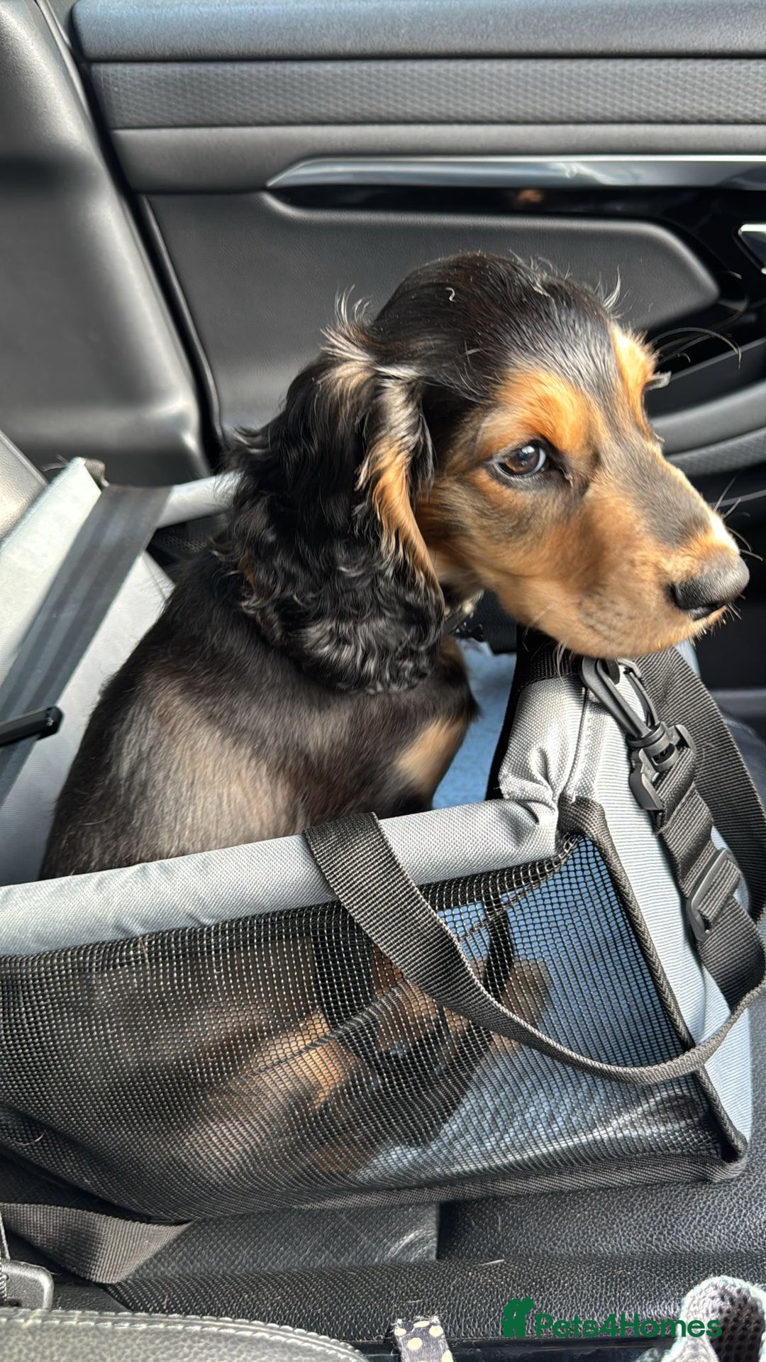 Cocker Spaniel dogs for sale: Meet little Chaos  - Advert 2