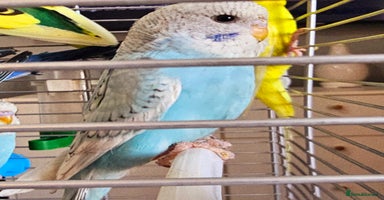 Budgerigars birds - Advert 15