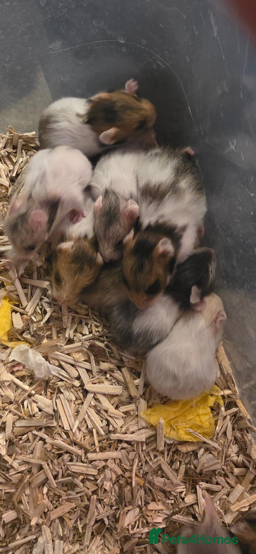 Hamster rodents 12 baby Syrian Hamsters  - Advert 2