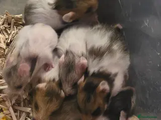 Hamster rodents 12 baby Syrian Hamsters - Advert 2