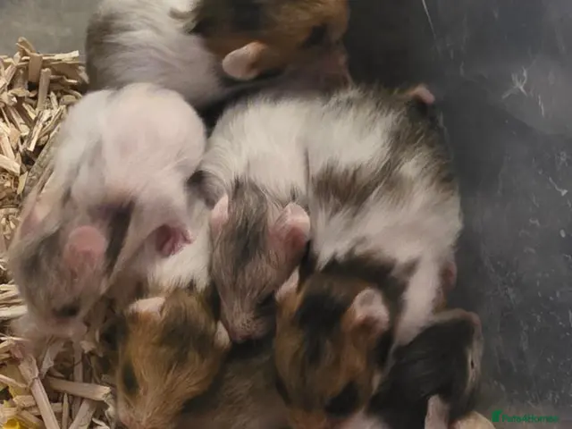 Hamster rodents 12 baby Syrian Hamsters - Advert 2