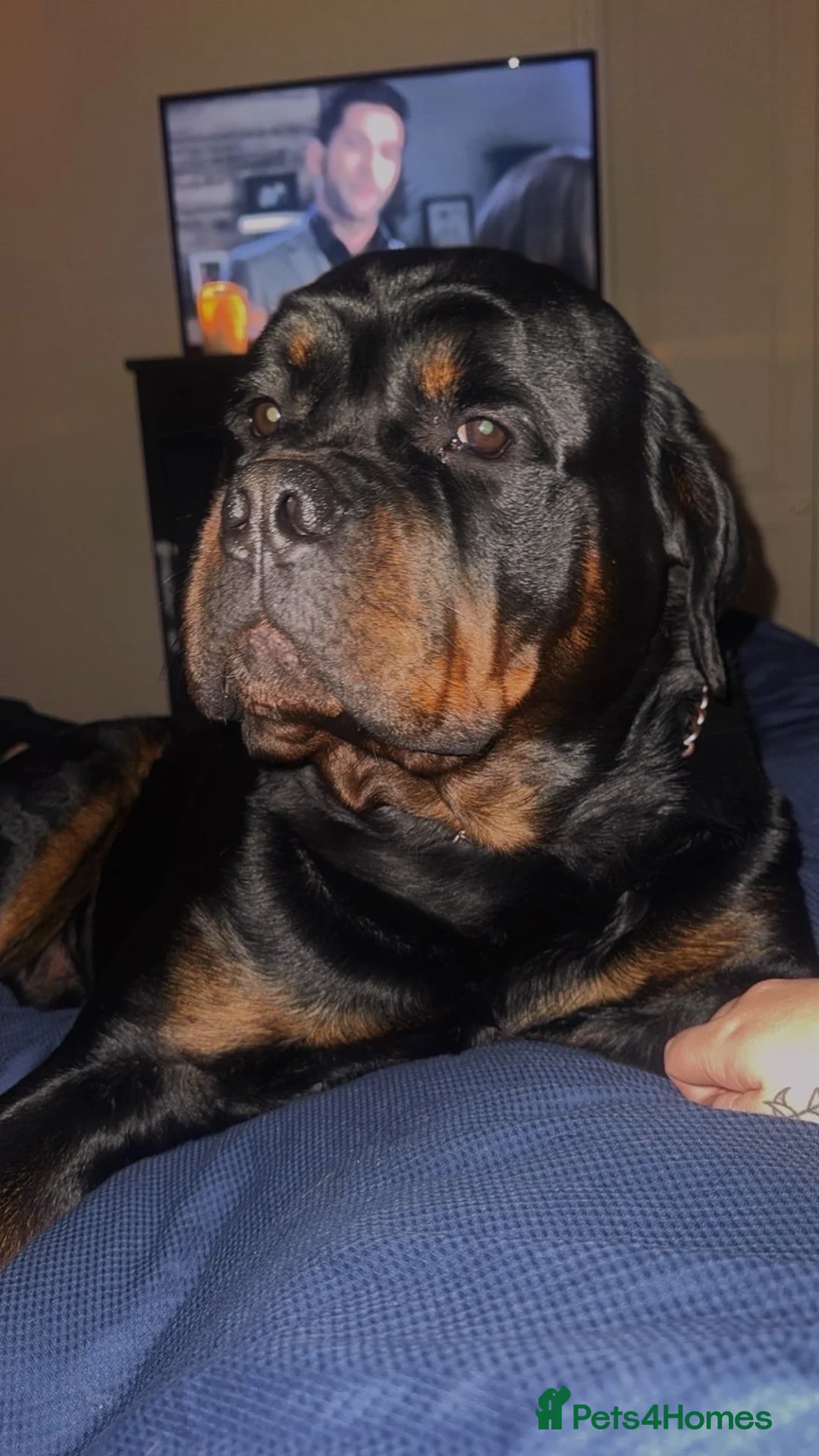 Rottweiler dogs for stud: Nero- Quality Stud for Healthy Pups in Newmarket - Advert 5