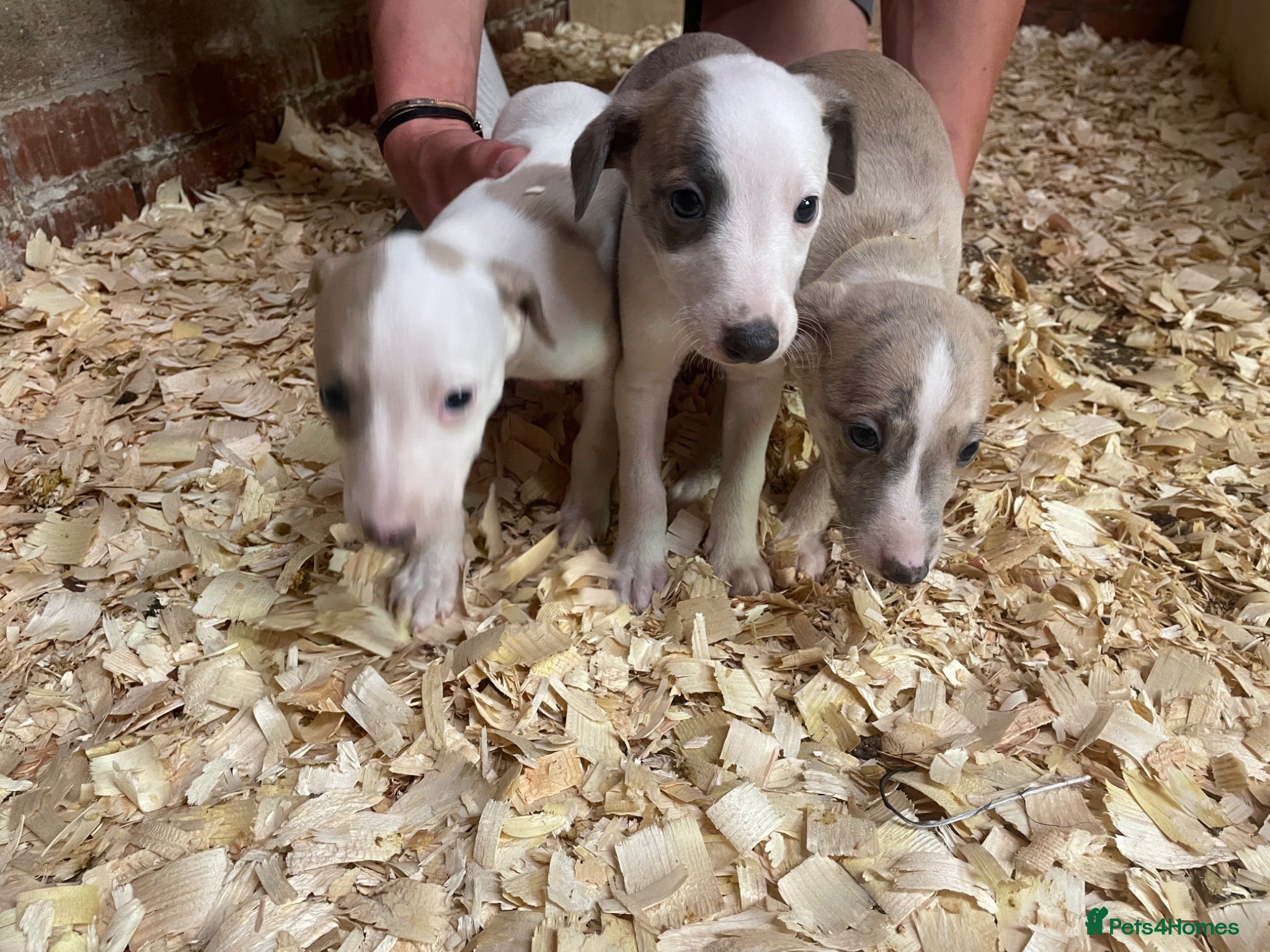 Whippet dogs Stunning litter of Whippets  - Advert 2