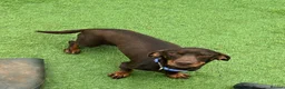 Dachshund dogs for sale: Dachshund girl looking for her forever home in Eastleigh - Advert 2
