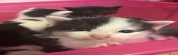 Ragdoll cats for sale: Fluffy Ragdoll-mixed kittens - Advert 27
