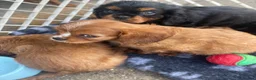Cavalier King Charles Spaniel dogs for sale: Cavalier King Charles spaniels  - Advert 3